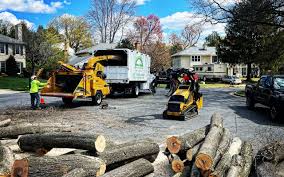 Reliable Longwood, FL Tree Removal Solutions